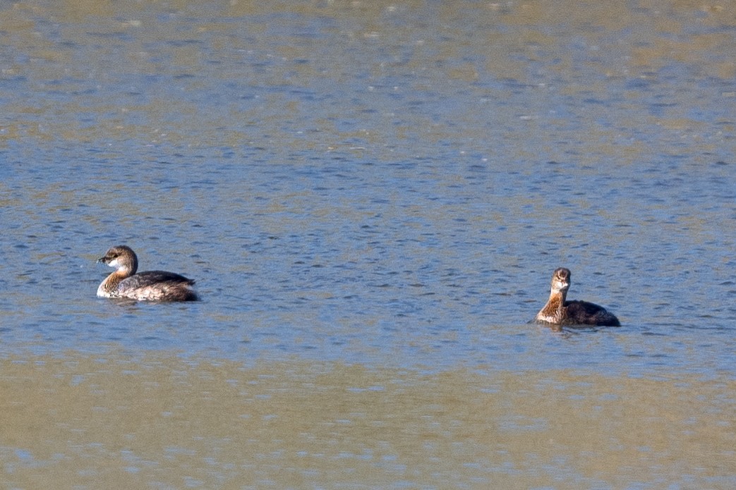 Pied-billed Grebe - ML496315261