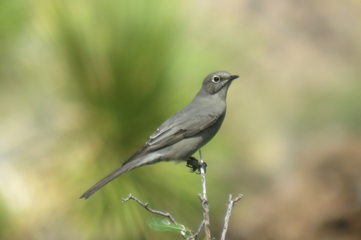 Townsend's Solitaire - ML496316291