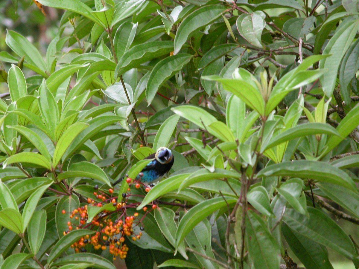 Golden-hooded Tanager - ML496316571