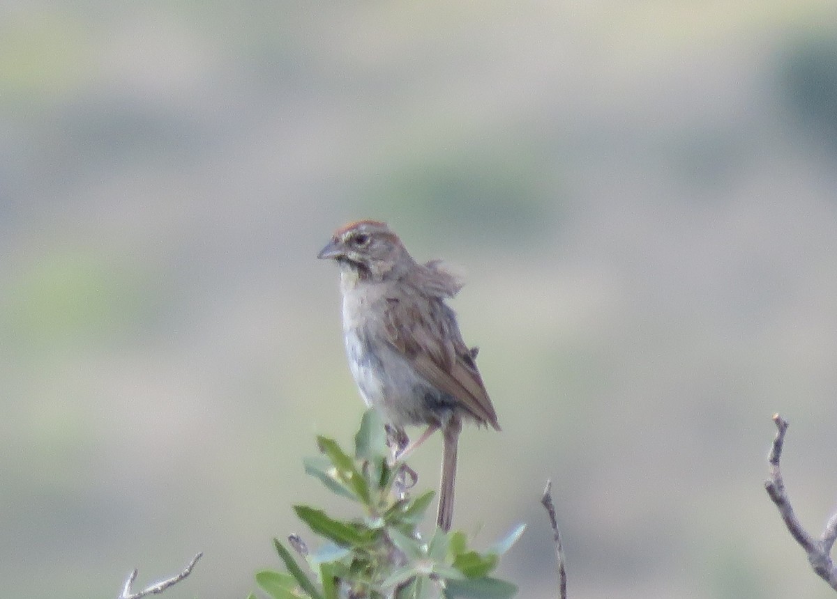 Rufous-crowned Sparrow - ML496317031
