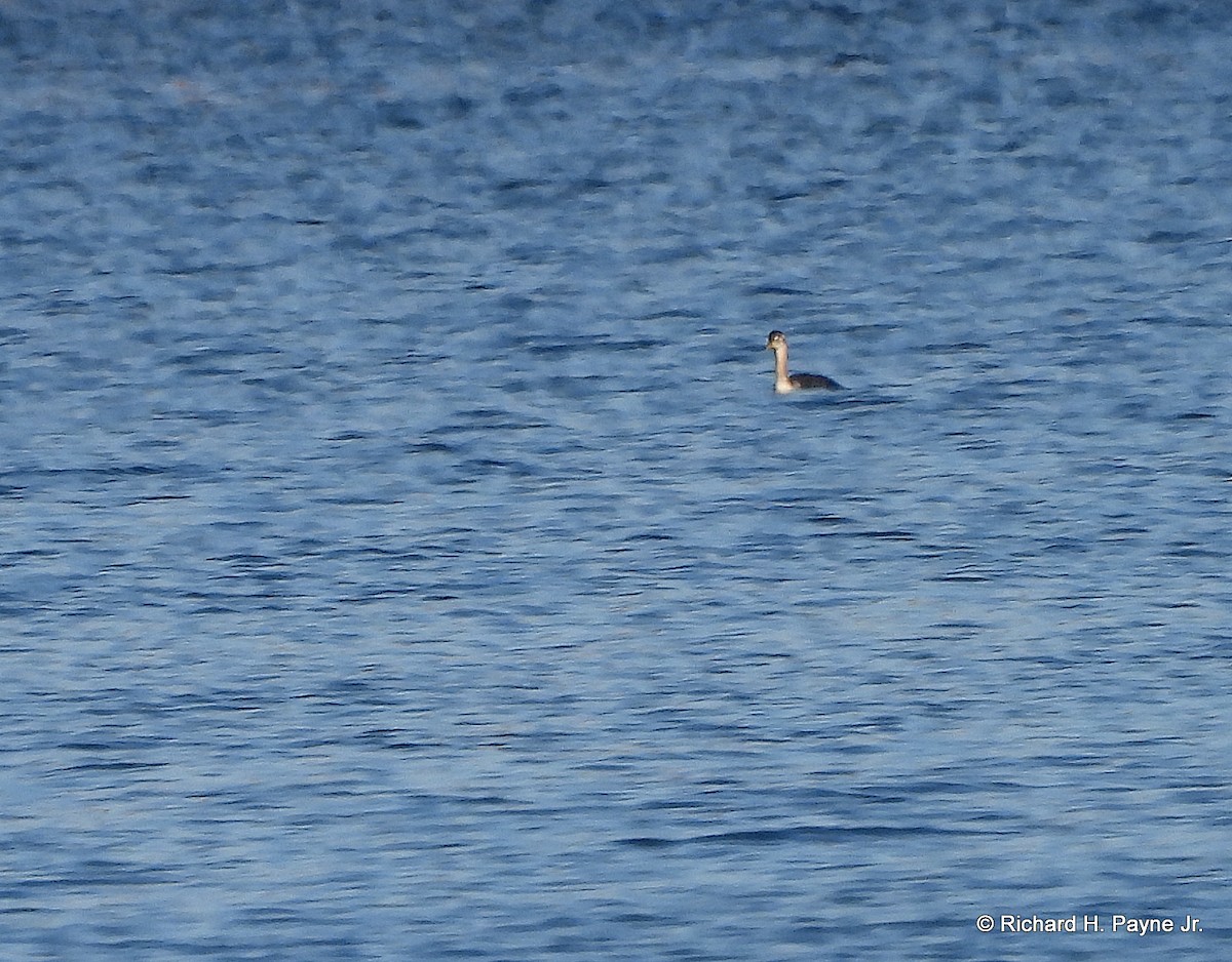 Red-necked Grebe - Richard Payne