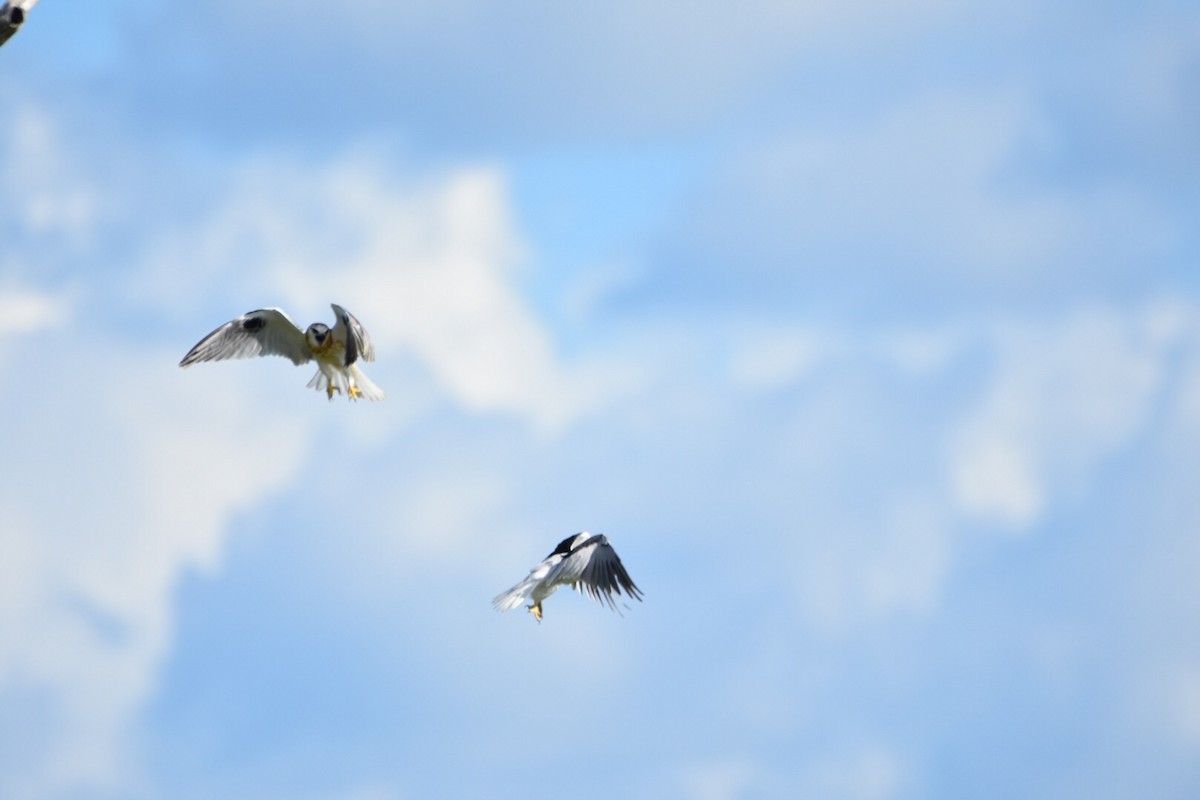 Black-shouldered Kite - Jim Holland