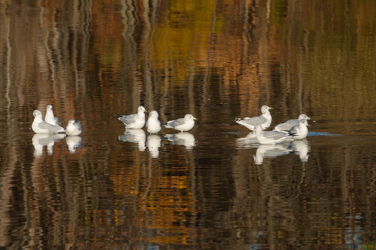 Ring-billed Gull - ML496317331