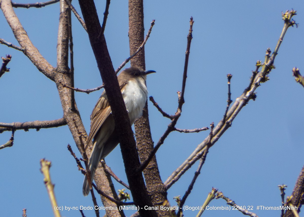 Cuclillo Piquinegro - ML496318501