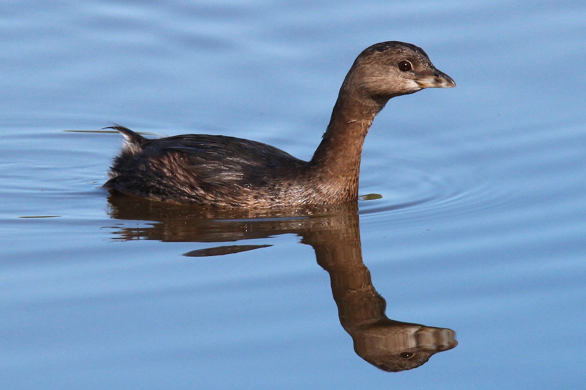 Pied-billed Grebe - ML496318851