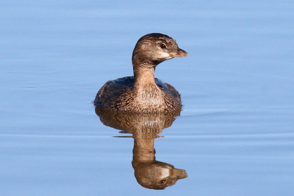 Pied-billed Grebe - ML496318861