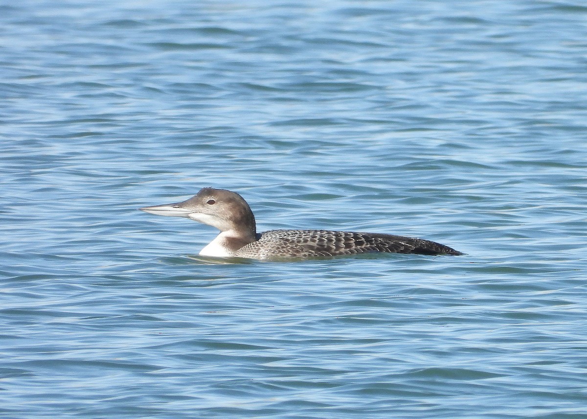 Common Loon - Glenn Pearson