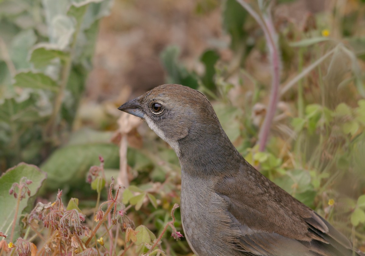 Diuca Finch - Bania Echeverría