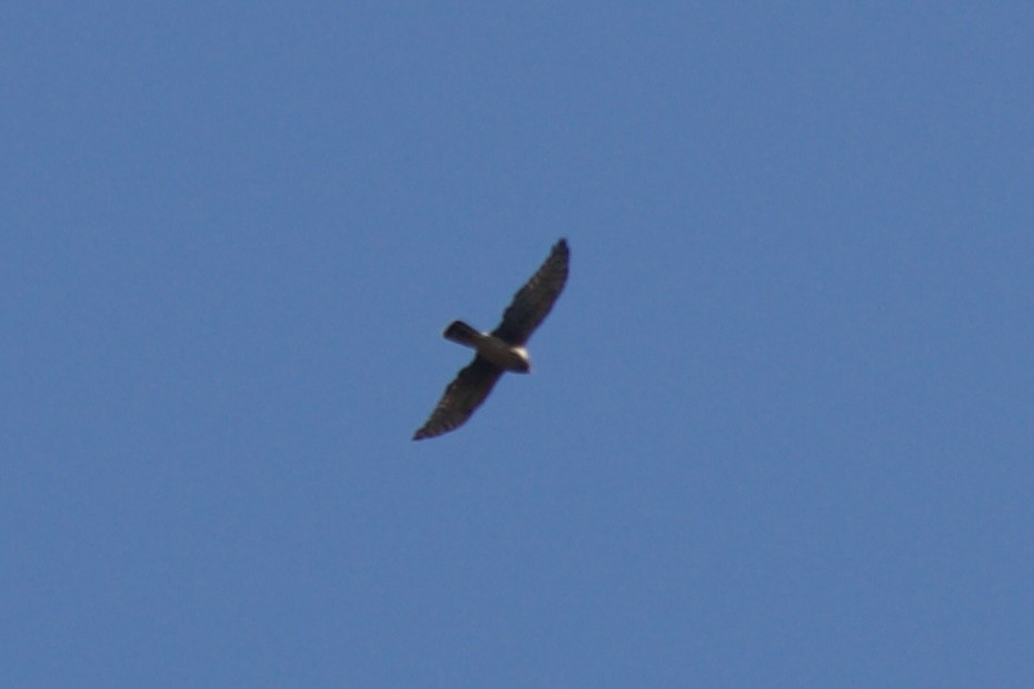 Northern Harrier - ML496324611