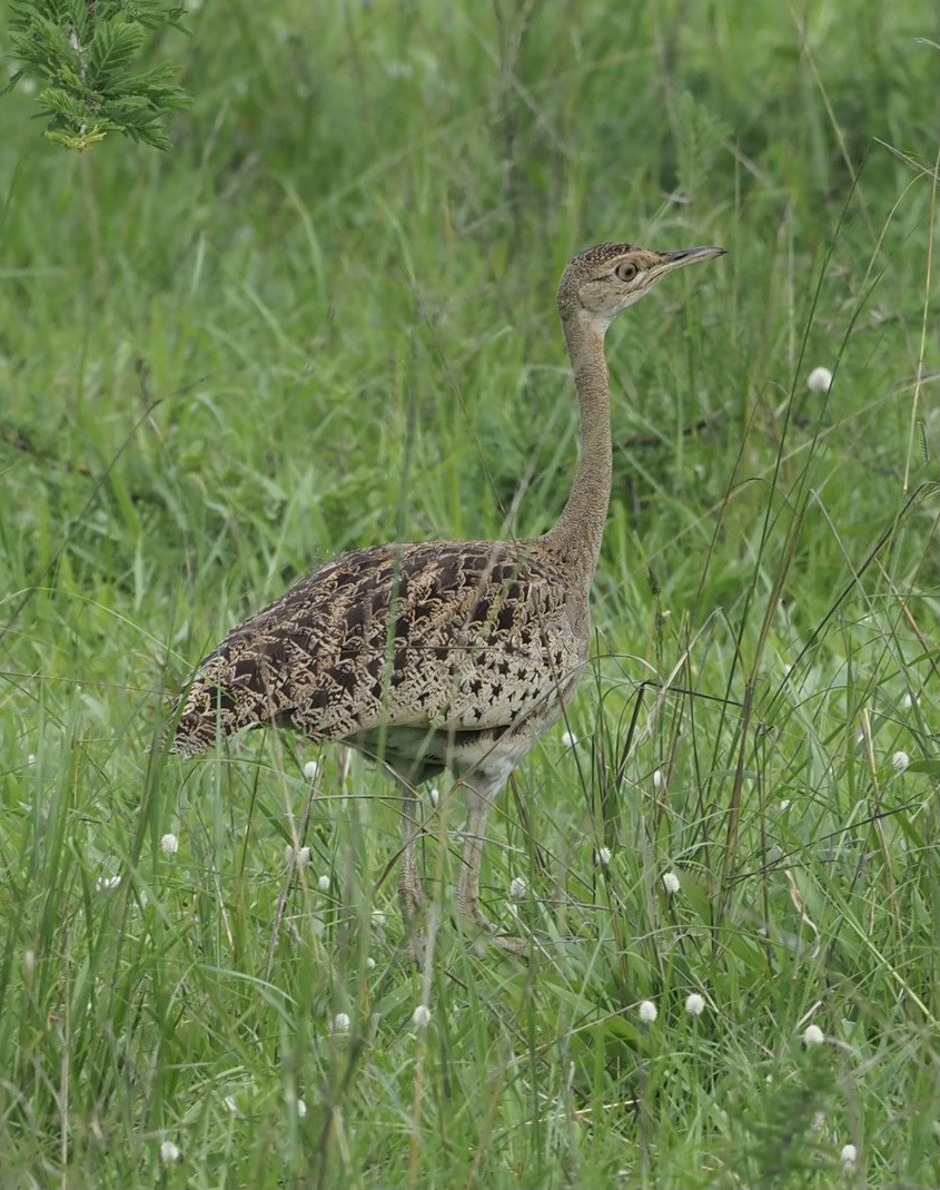 Black-bellied Bustard - ML496325151