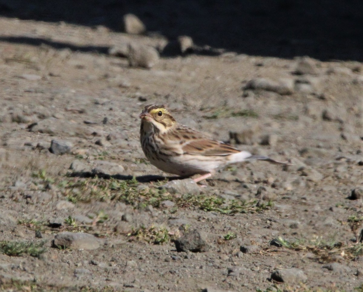 Savannah Sparrow - ML496325381
