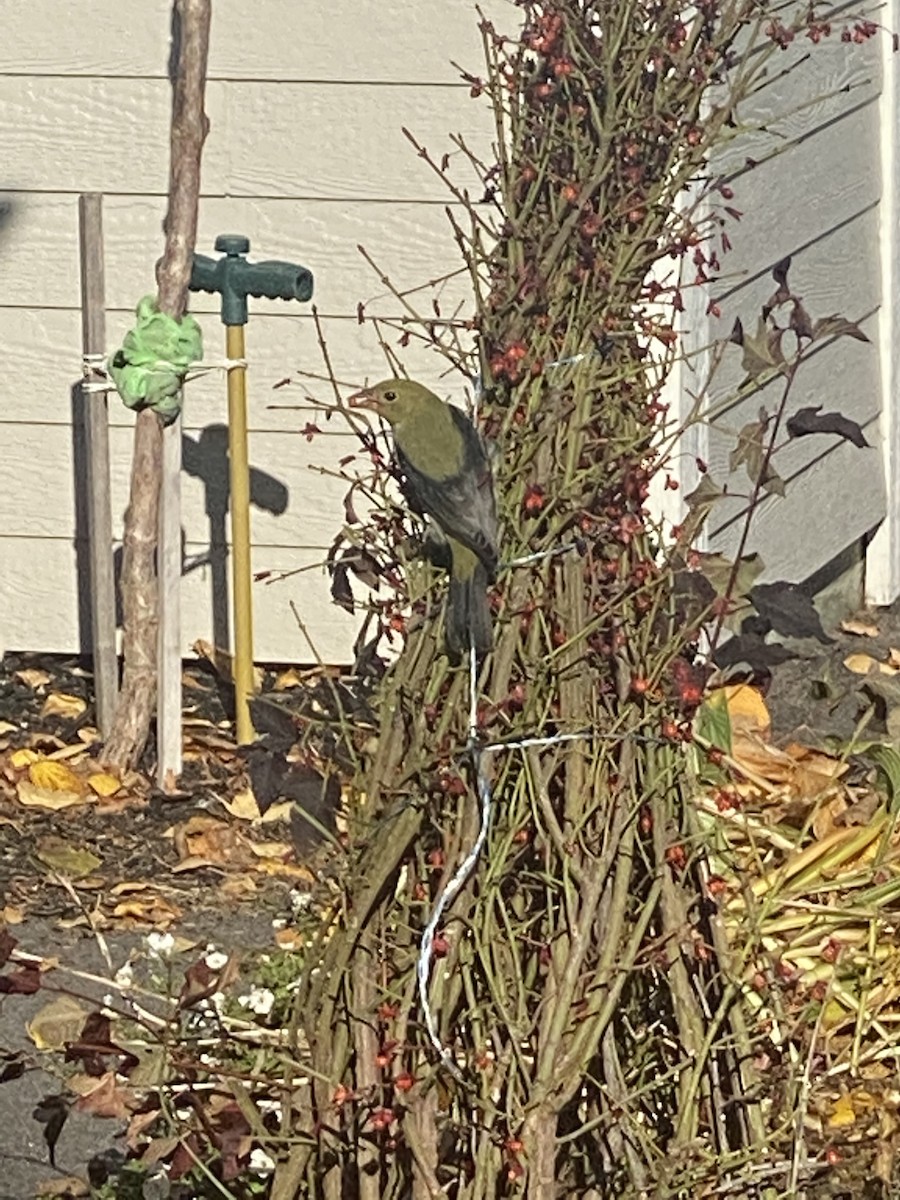 Piranga écarlate - ML496326201