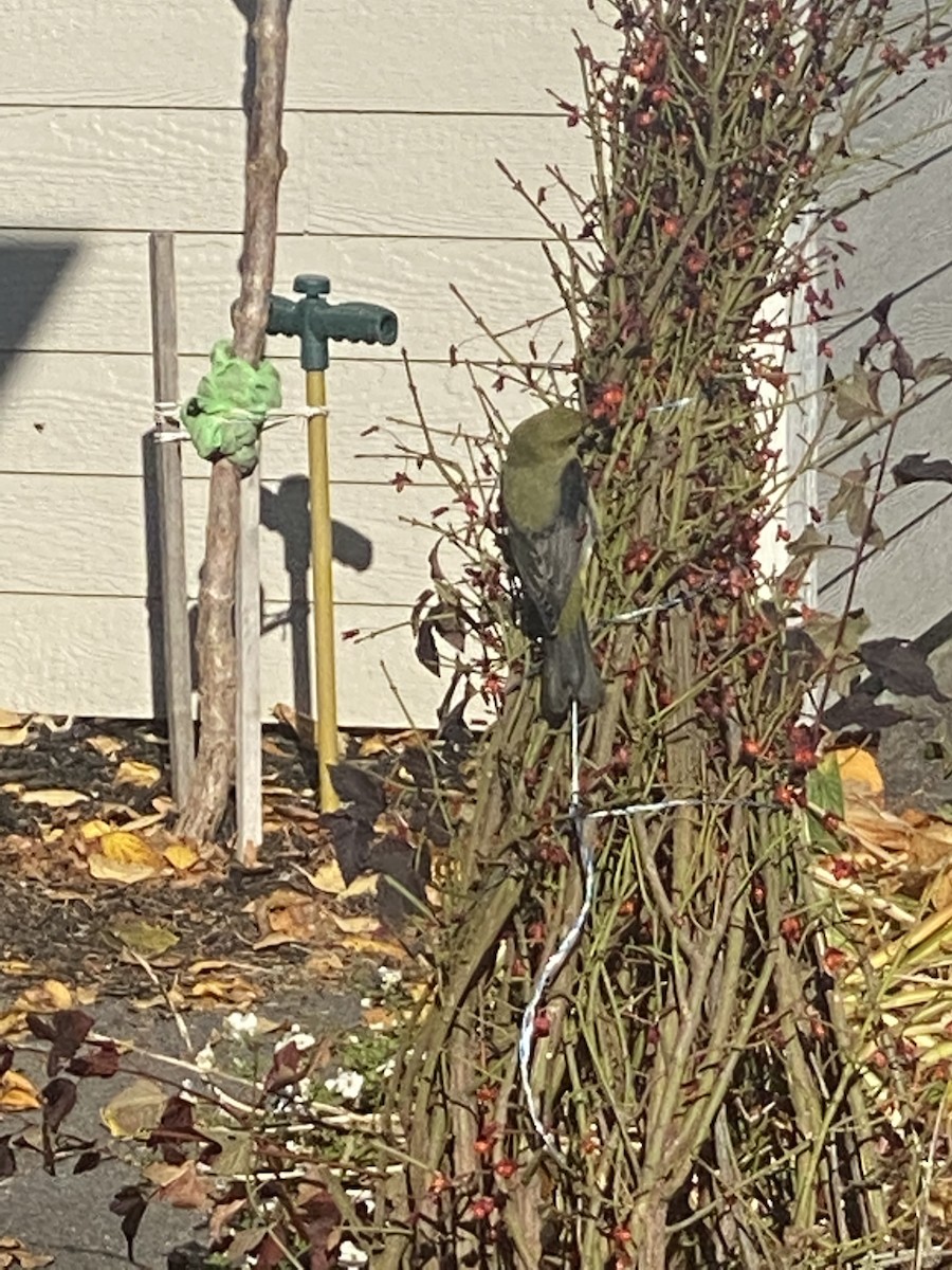 Piranga écarlate - ML496326211