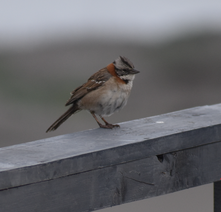 Rufous-collared Sparrow - ML496326291