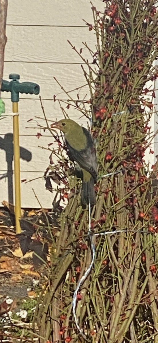 Piranga écarlate - ML496326651