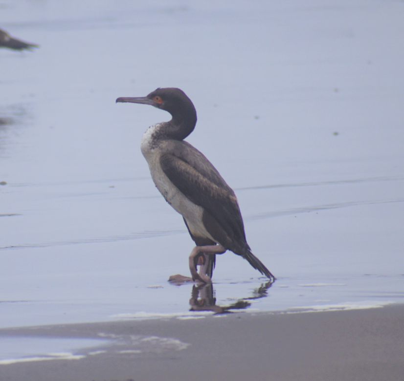 Cormoran de Bougainville - ML496326691