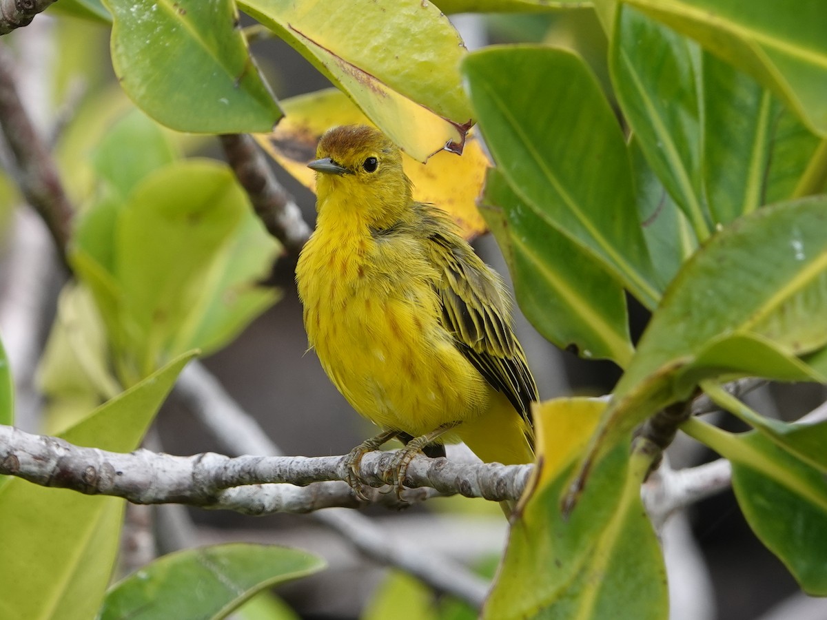 Yellow Warbler (Galapagos) - ML496326931