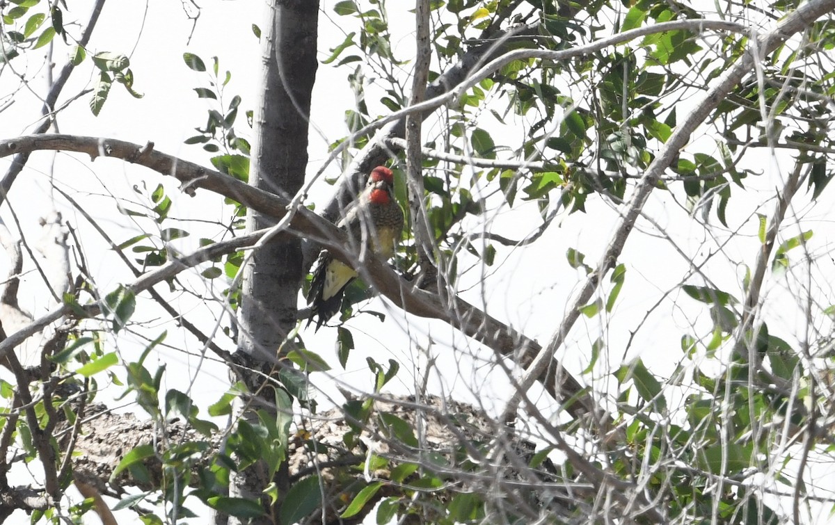 Red-naped Sapsucker - Nancy Hetrick