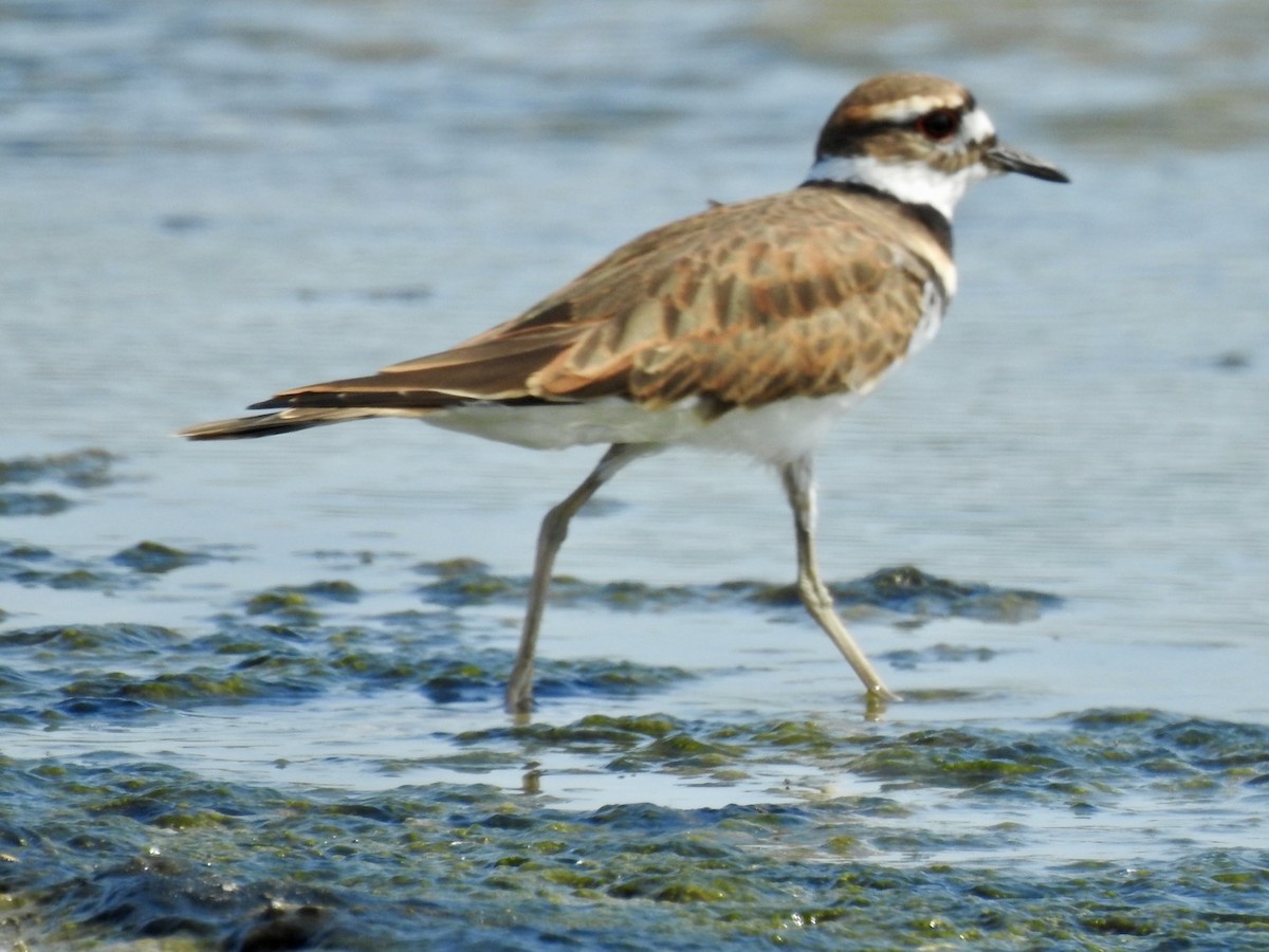 Killdeer - ML496327861