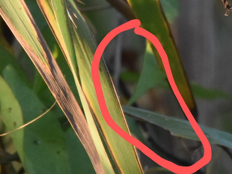 Cetti's Warbler - ML496328771