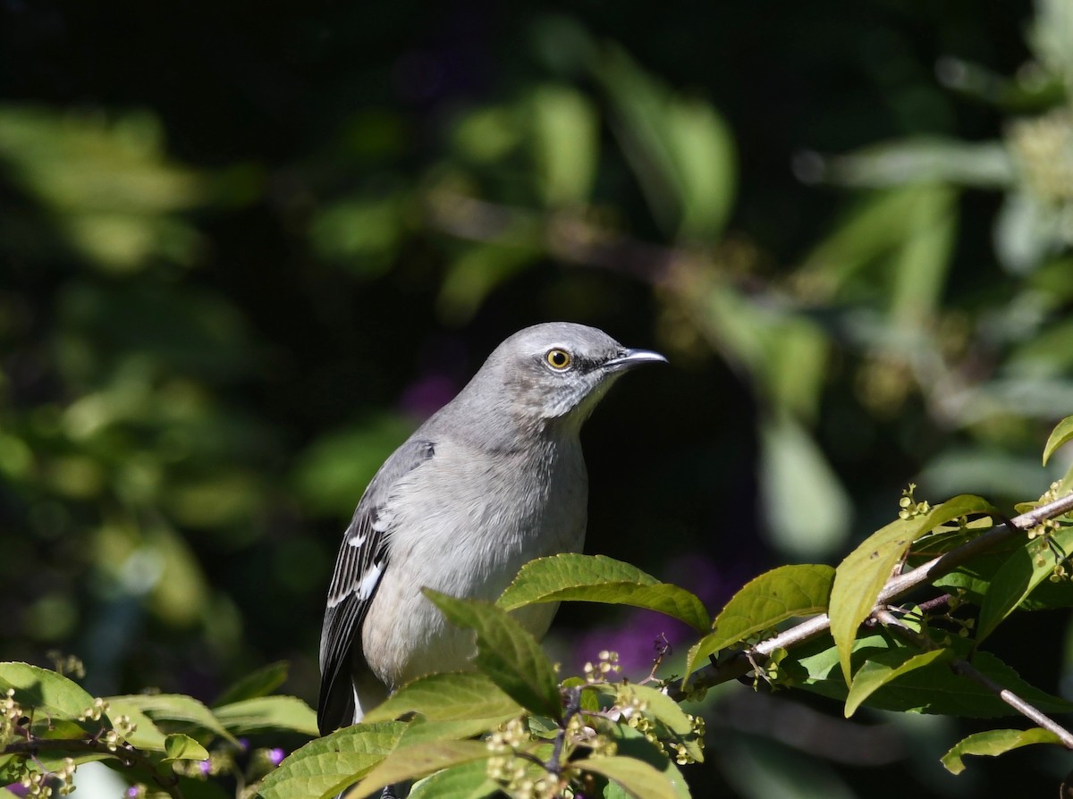 Northern Mockingbird - Peter Paul