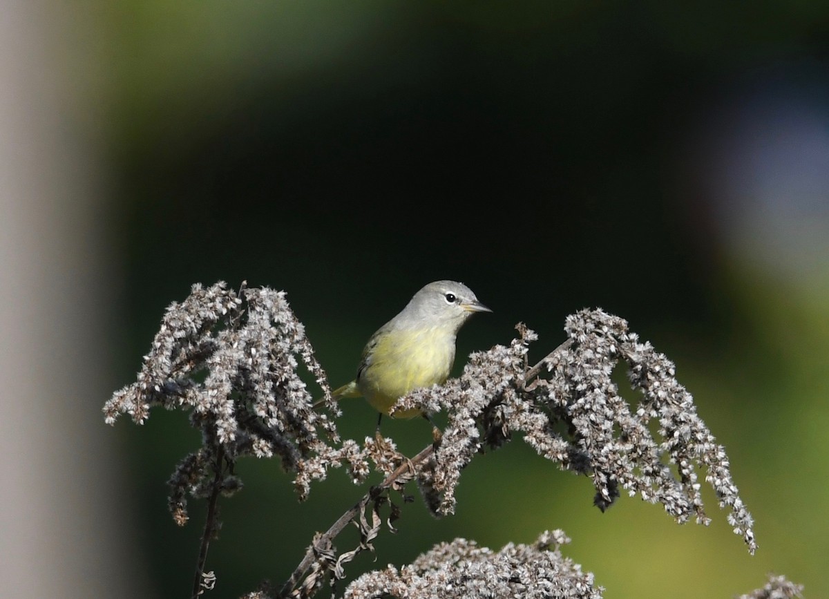 Orange-crowned Warbler - ML496334711