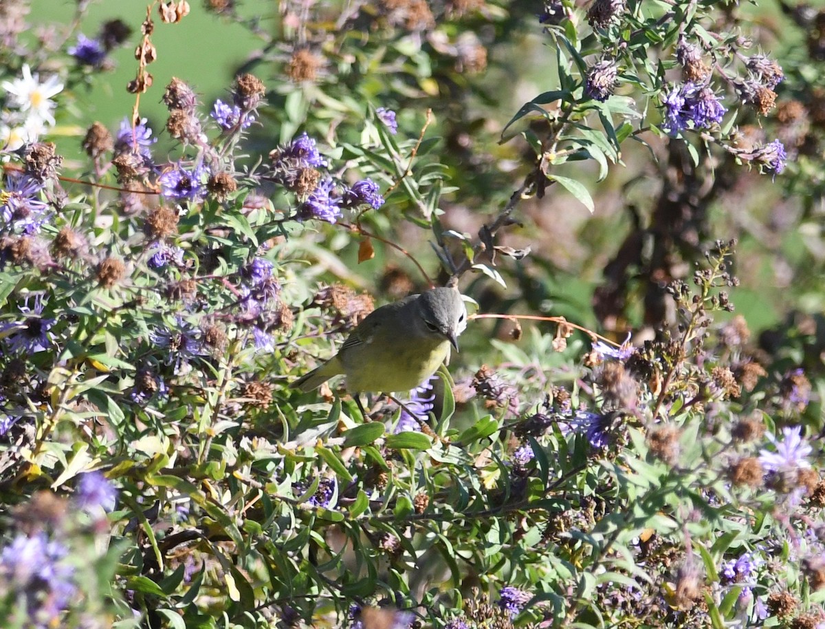 Orange-crowned Warbler - ML496334871