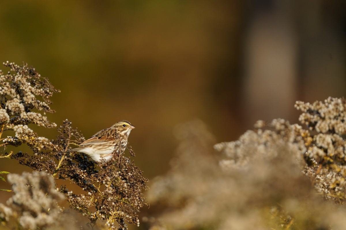 Savannah Sparrow - ML496334961