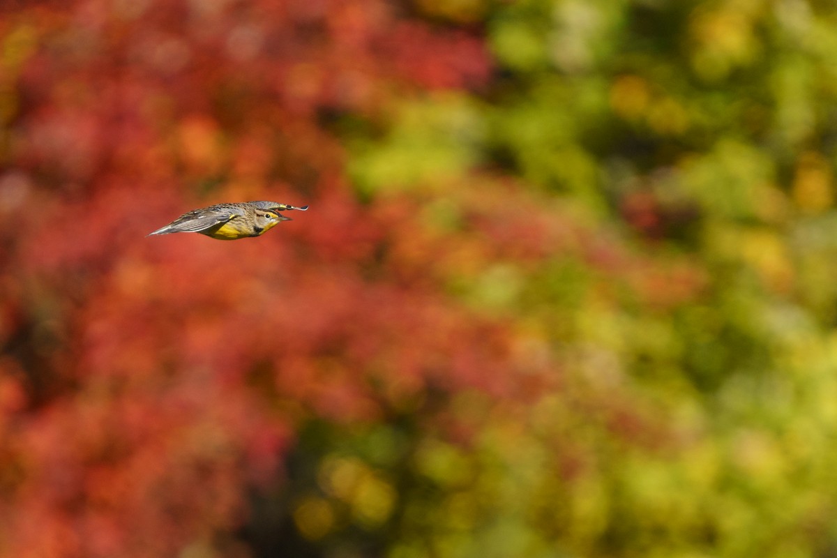 Eastern Meadowlark - ML496335041