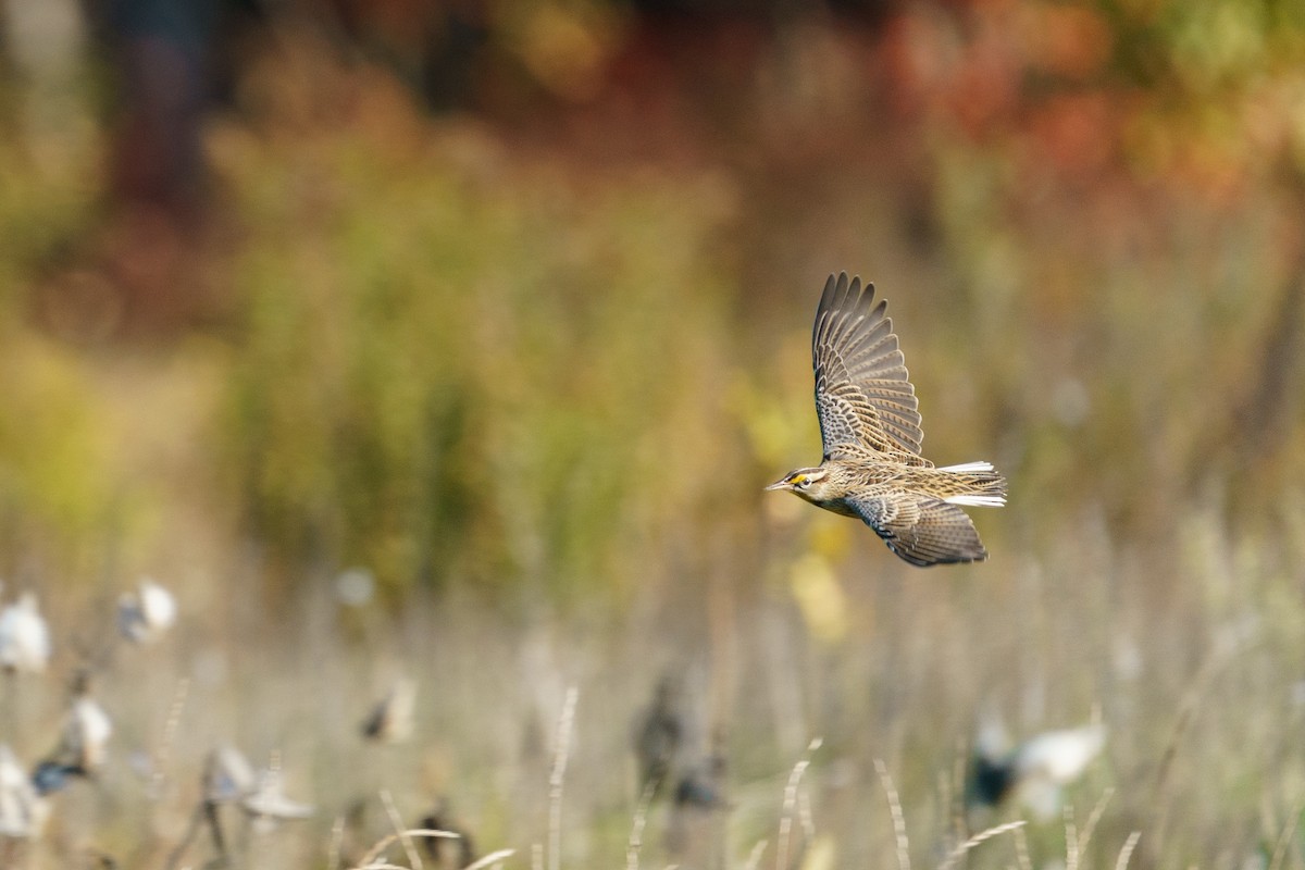 Eastern Meadowlark - ML496335051