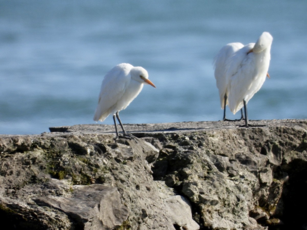 Western Cattle Egret - Jean Hampson