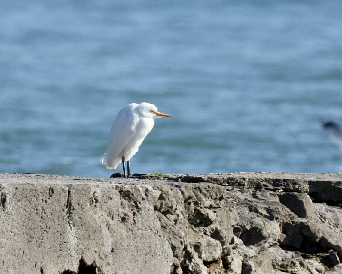 Western Cattle Egret - ML496335101