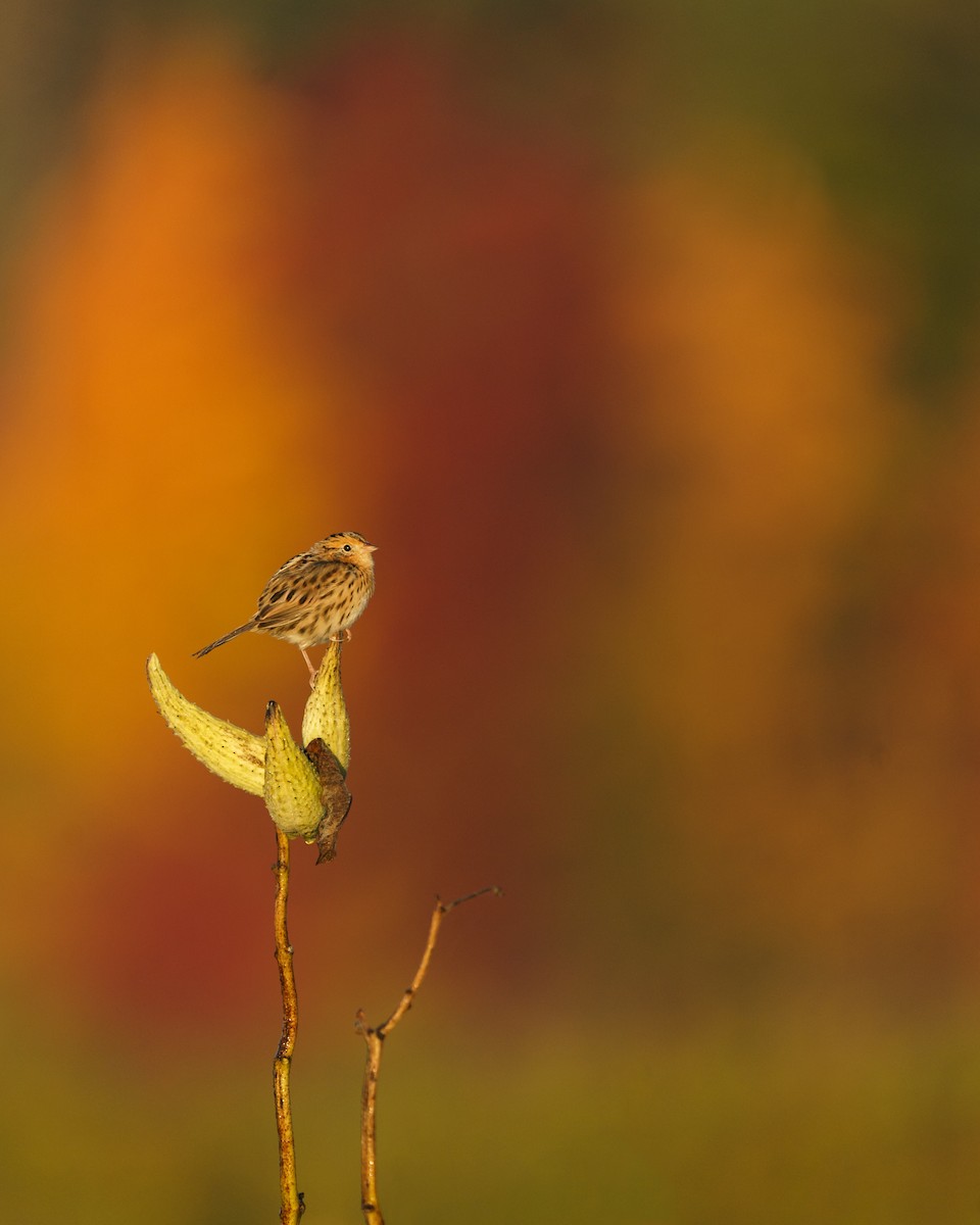 LeConte's Sparrow - ML496335121