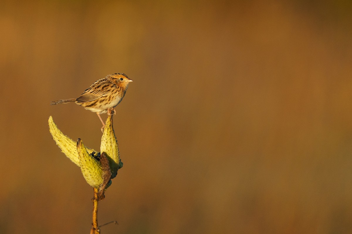 LeConte's Sparrow - ML496335131