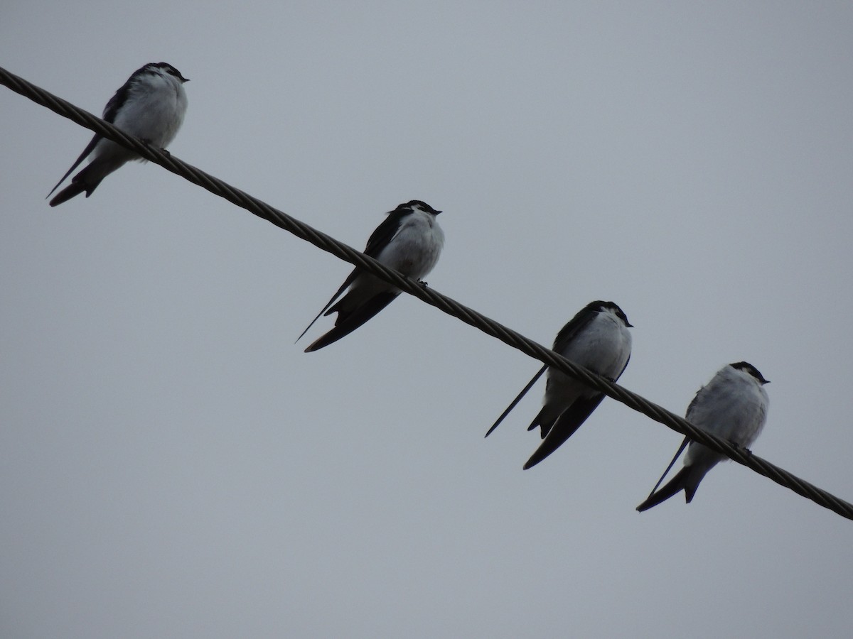 Violet-green Swallow - ML49633531