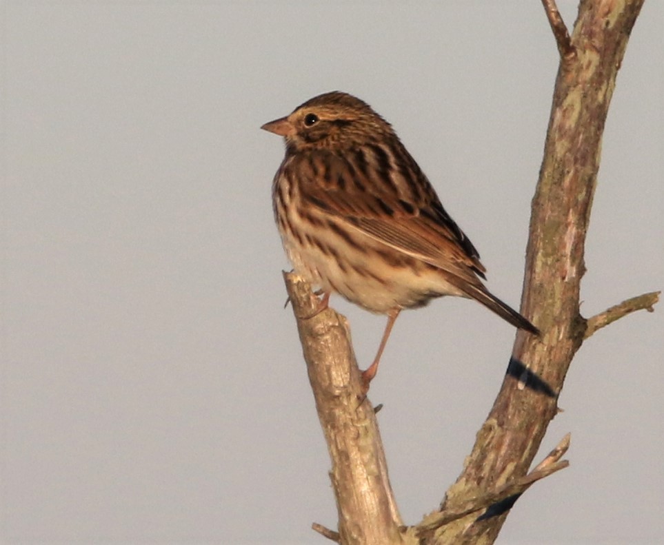Savannah Sparrow (Savannah) - ML496338661