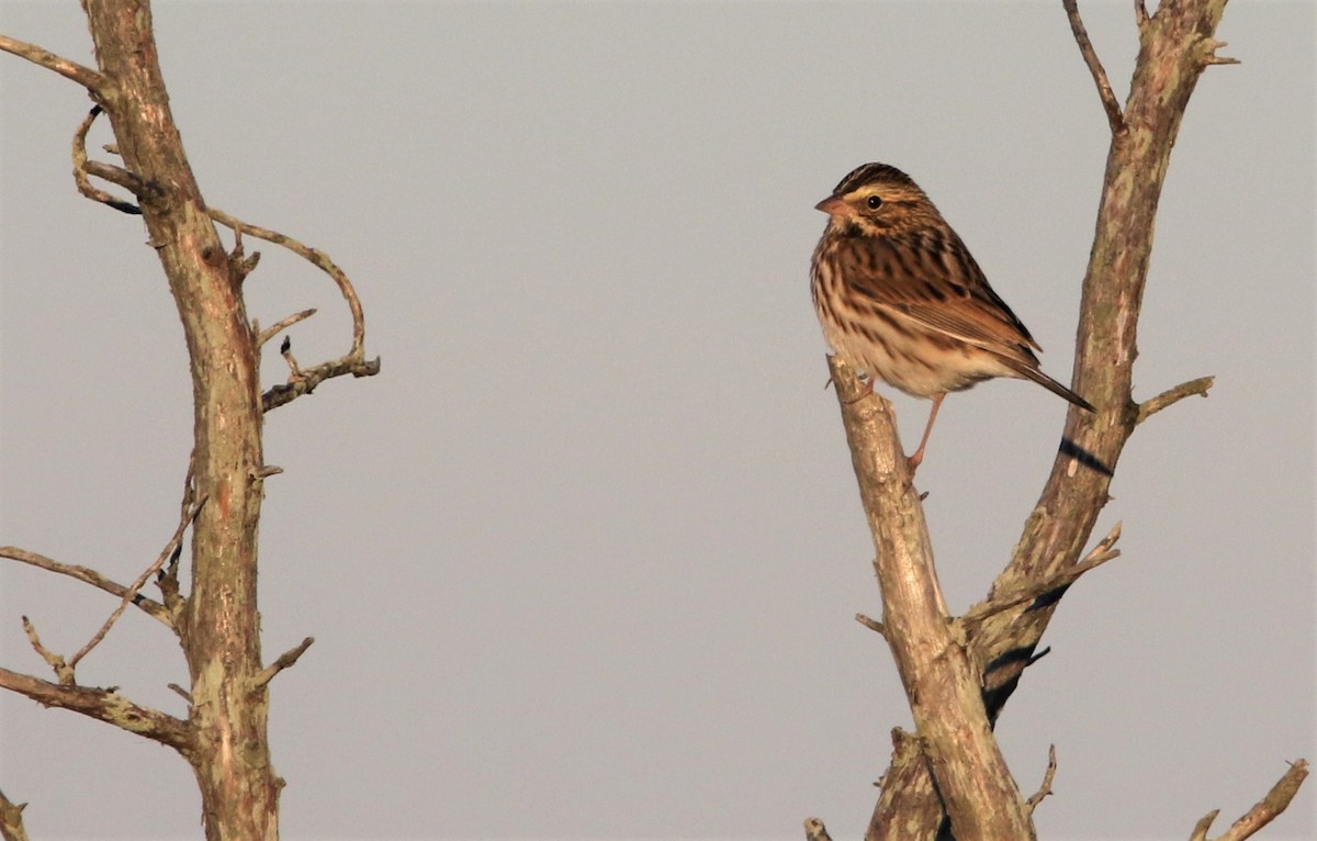 Savannah Sparrow (Savannah) - ML496338671