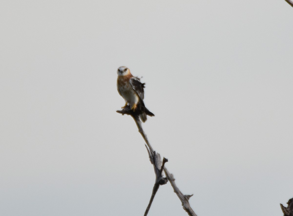 Black-shouldered Kite - ML49633901