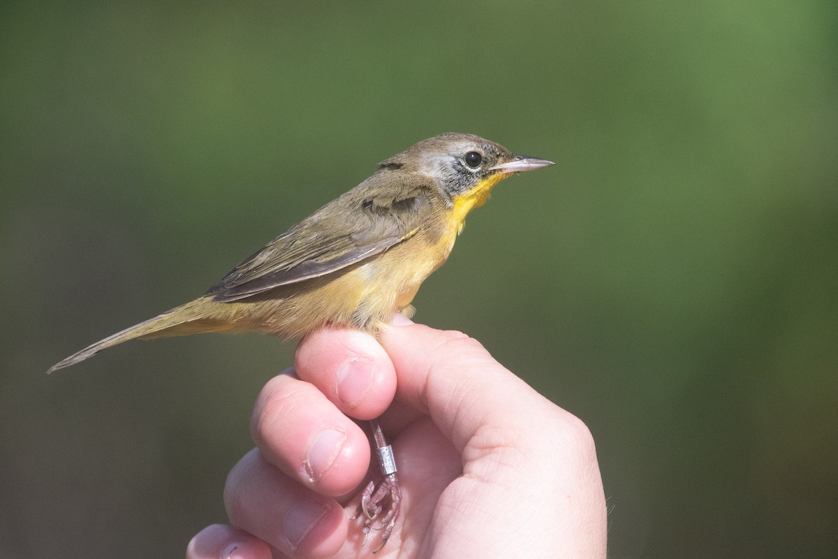 Common Yellowthroat - ML496341021