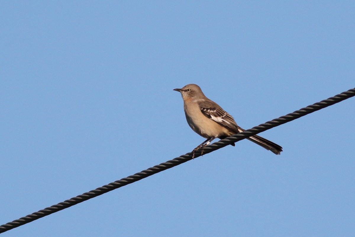 Northern Mockingbird - Richard Stanton