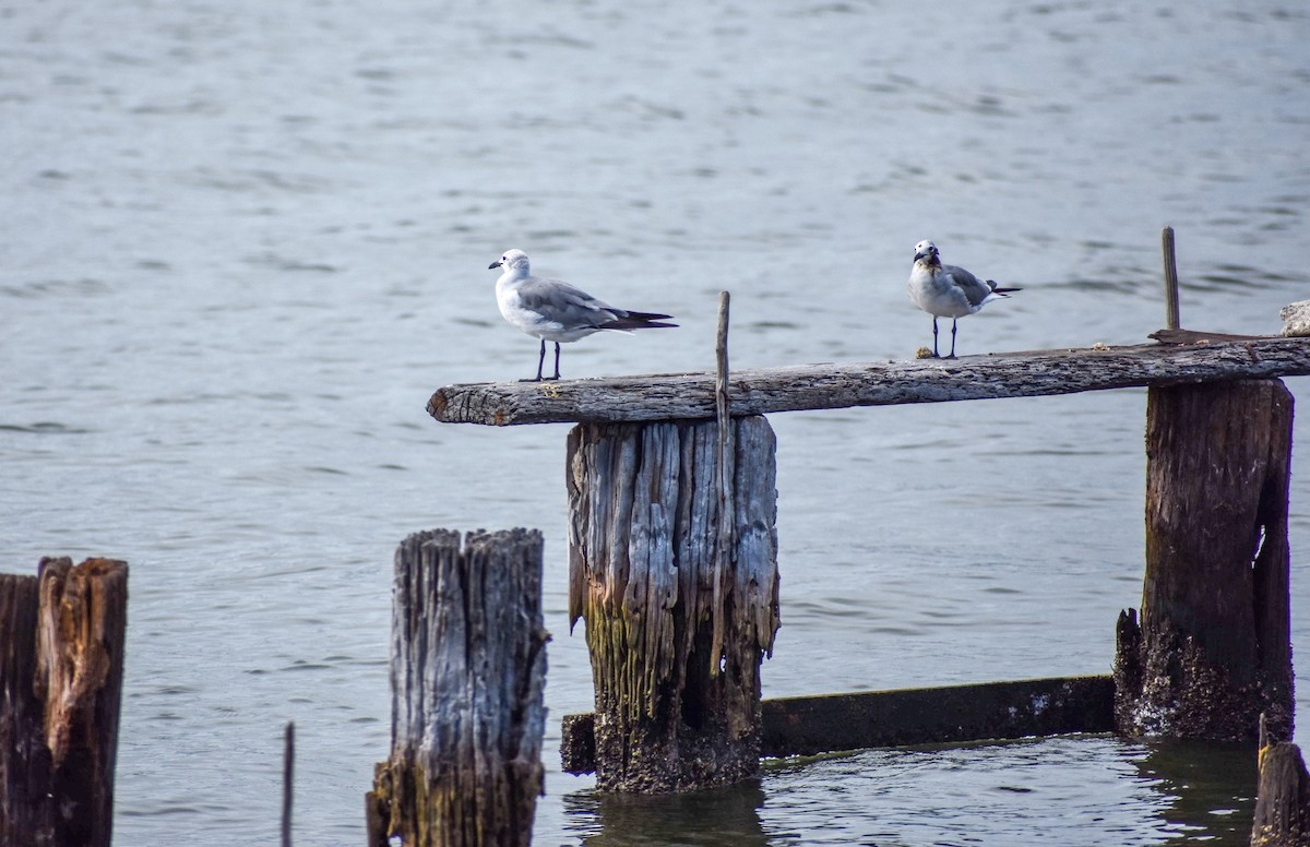 Gaviota Guanaguanare - ML496343681