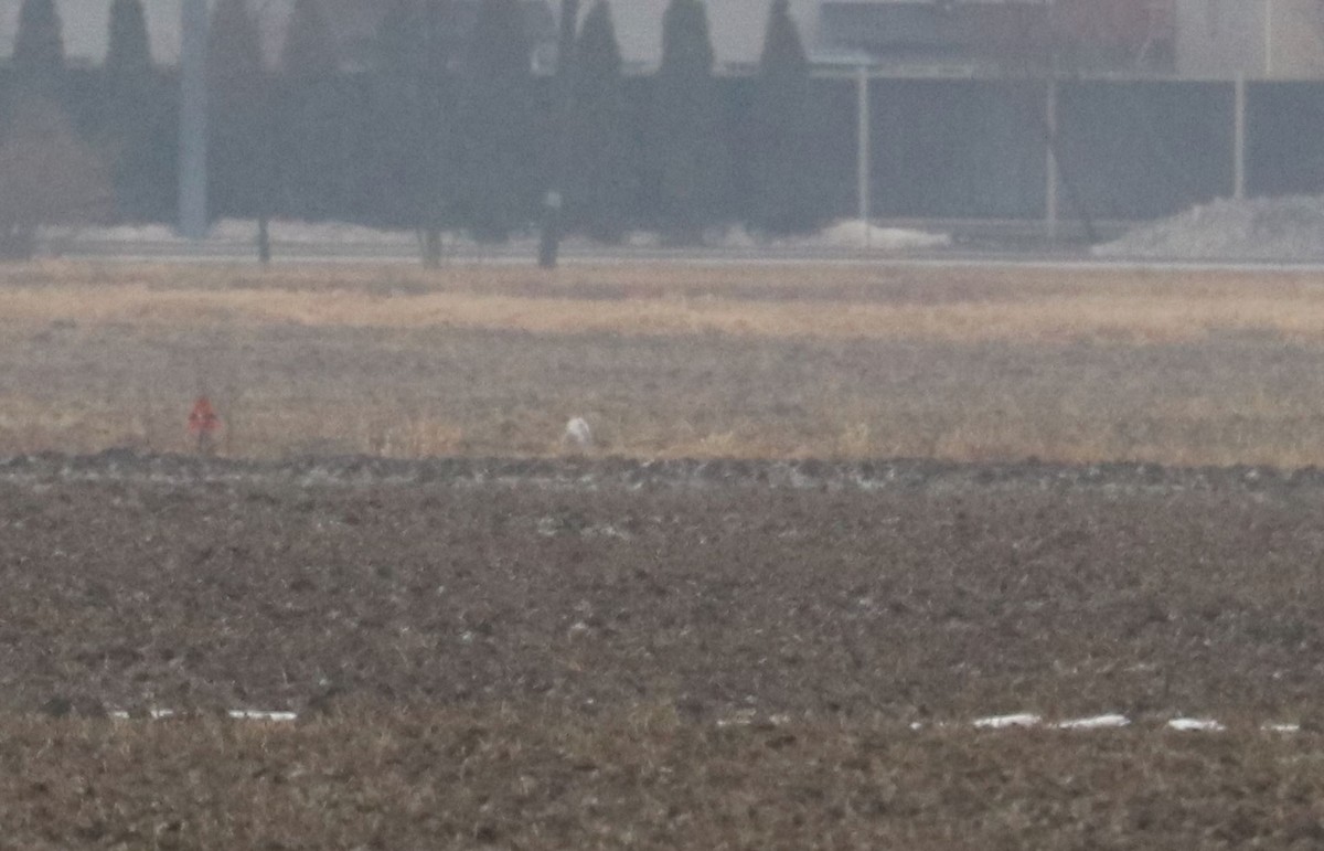 Snowy Owl - ML496344801