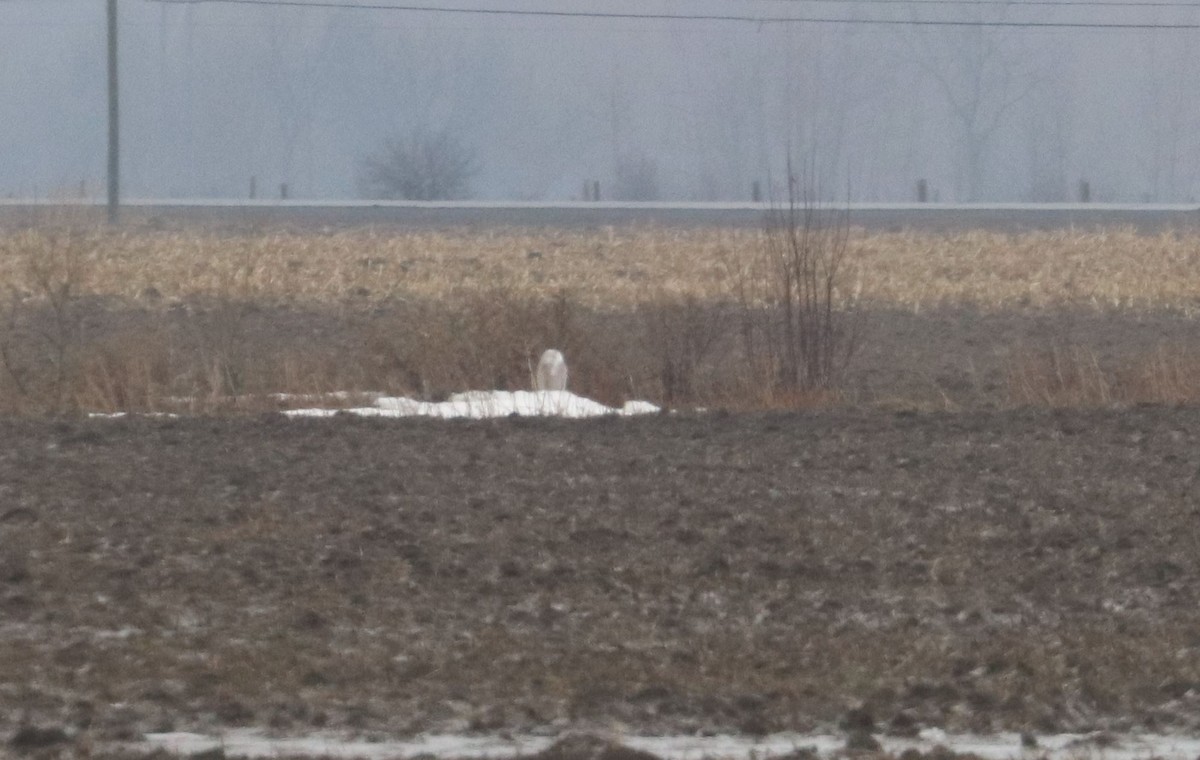 Snowy Owl - ML496344831