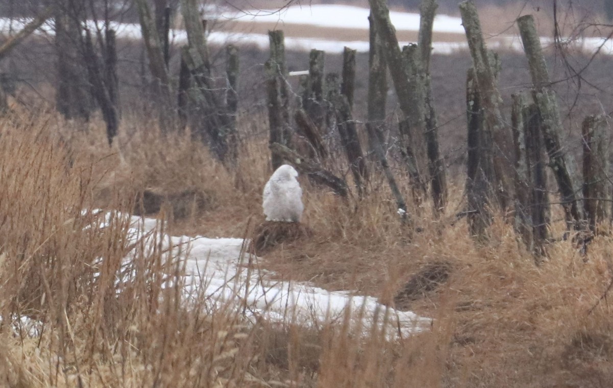 Snowy Owl - ML496344851