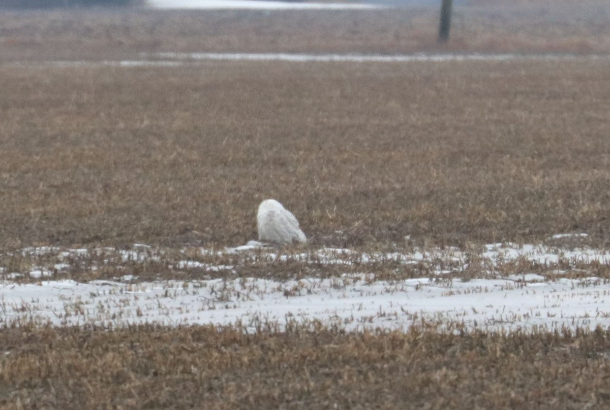 Snowy Owl - ML496344861