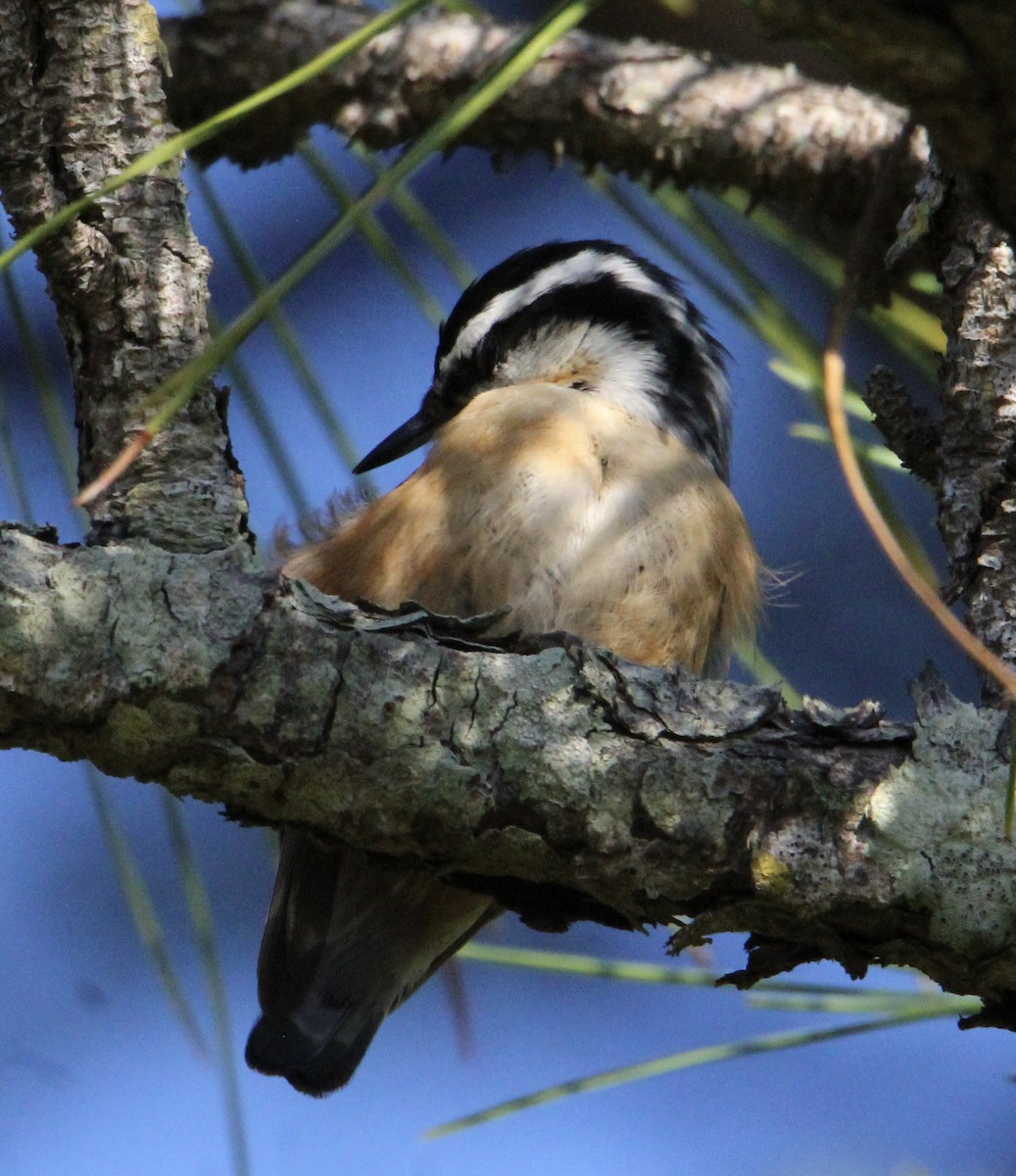 Red-breasted Nuthatch - ML496345151