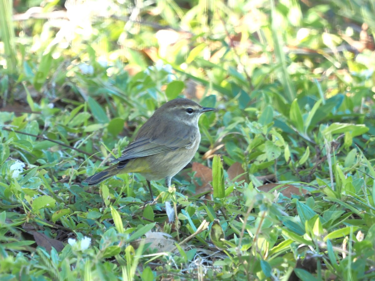 Palm Warbler - ML496345451