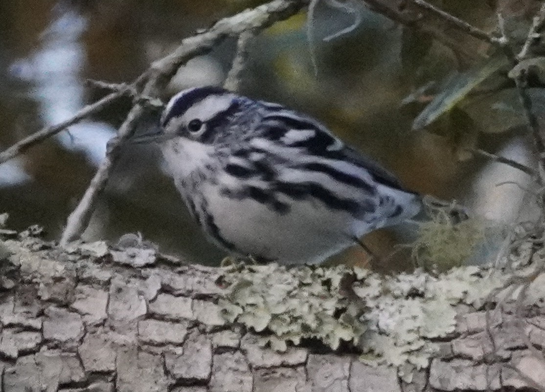 Black-and-white Warbler - ML496345711