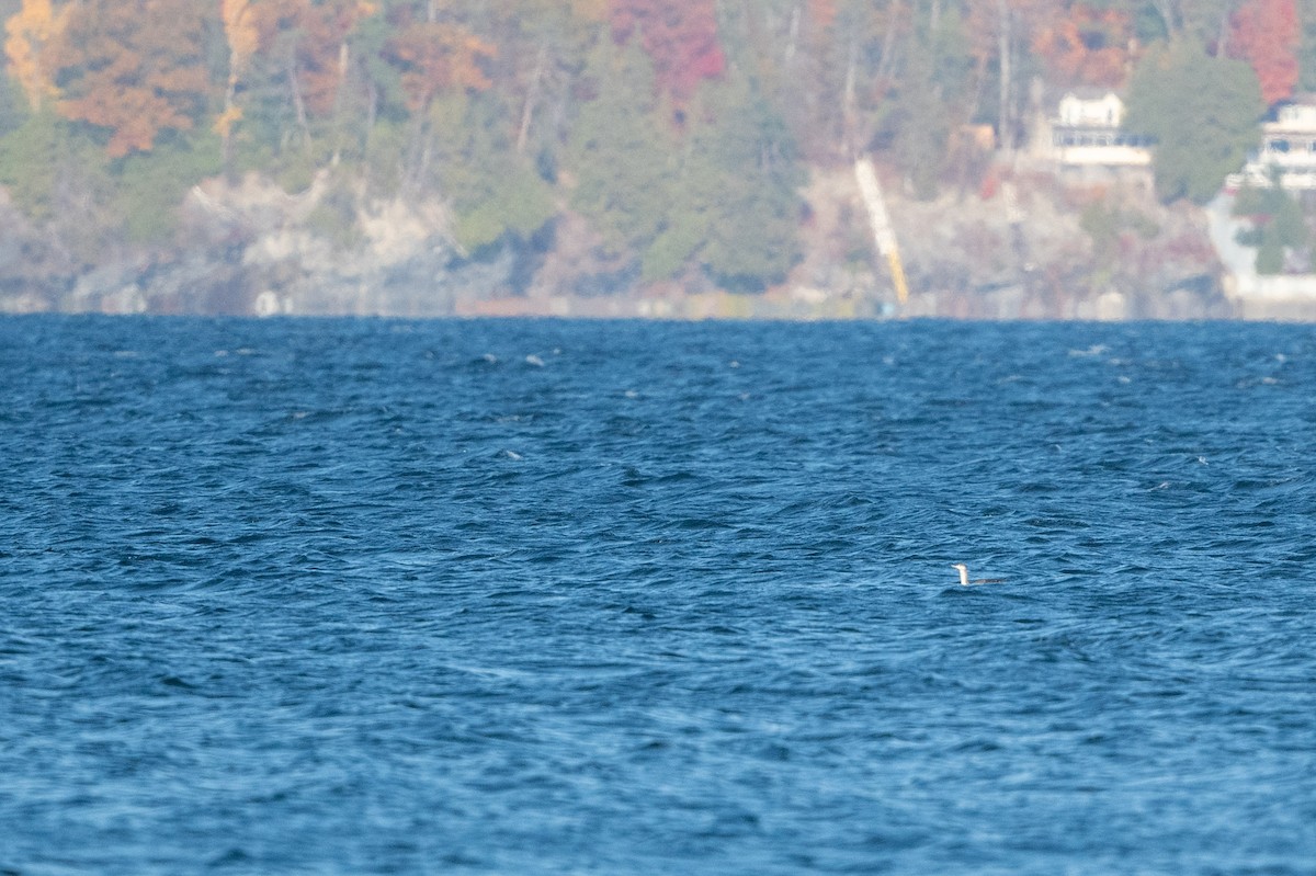 Red-throated Loon - ML496346481
