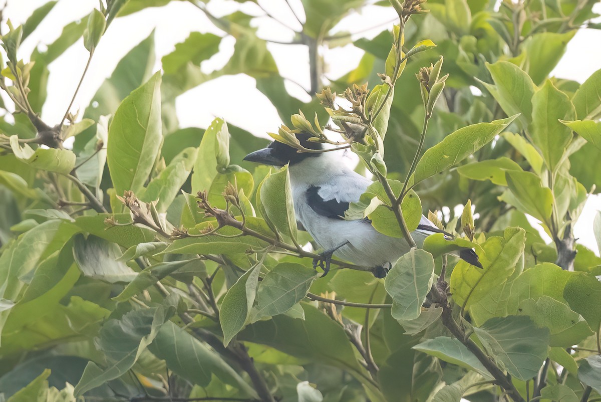 Black-crowned Tityra - ML496347321